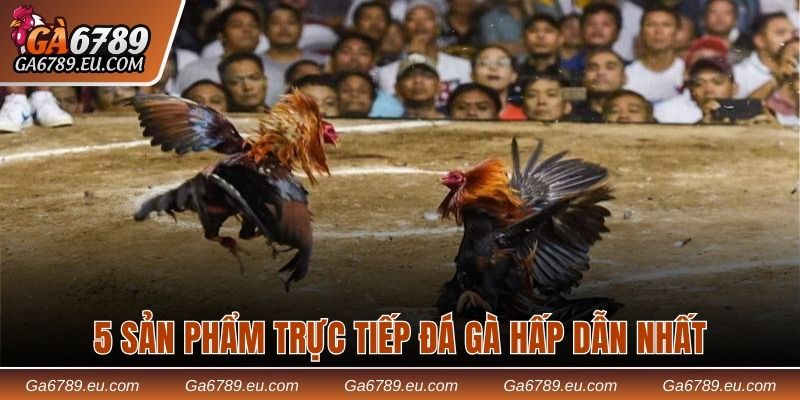 5 sản phẩm trực tiếp đá gà quan trọng nhất
