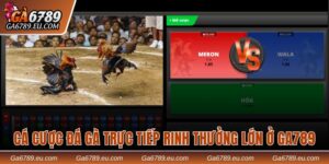 Cá cược đá gà trực tiếp