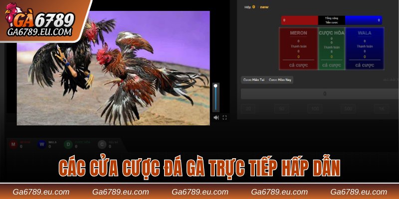 Các cửa cược đá gà trực tiếp hấp dẫn