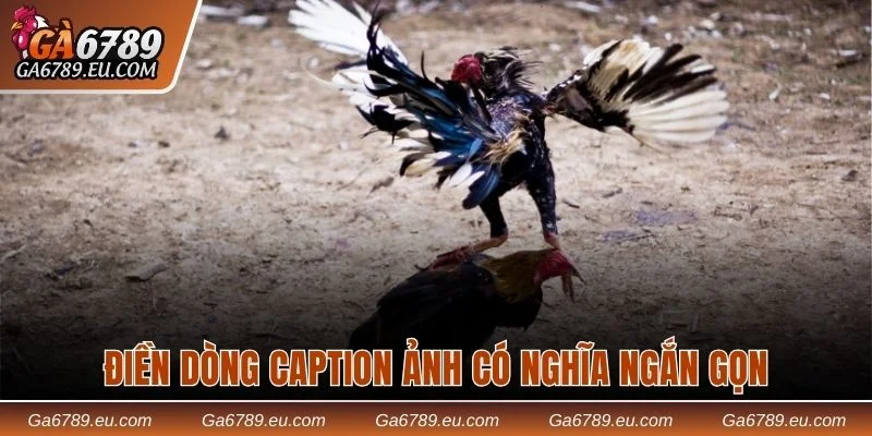 Các loại hình chiến kê tại sảnh đá gà SV388