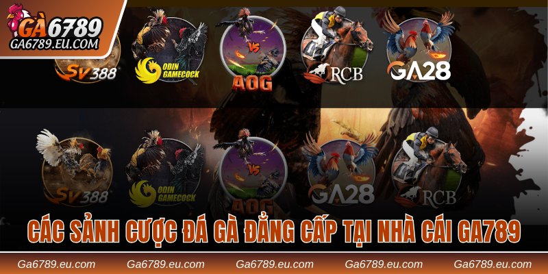 Các sảnh cược đá gà đẳng cấp tại nhà cái Ga789