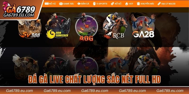 Đá gà live chất lượng sắc nét full HD