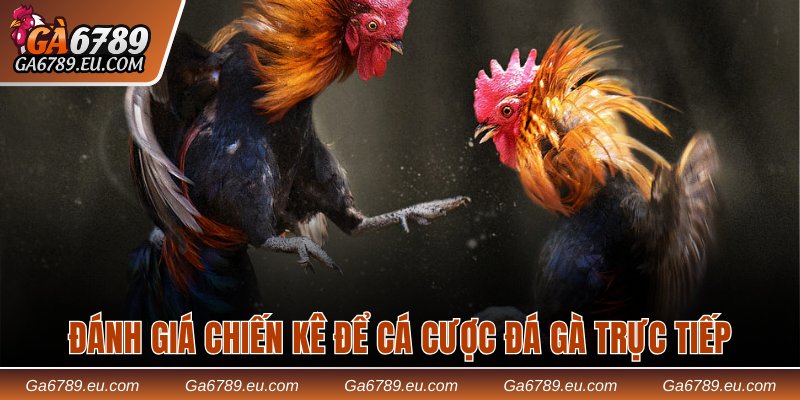 Đánh giá chiến kê để cá cược đá gà trực tiếp