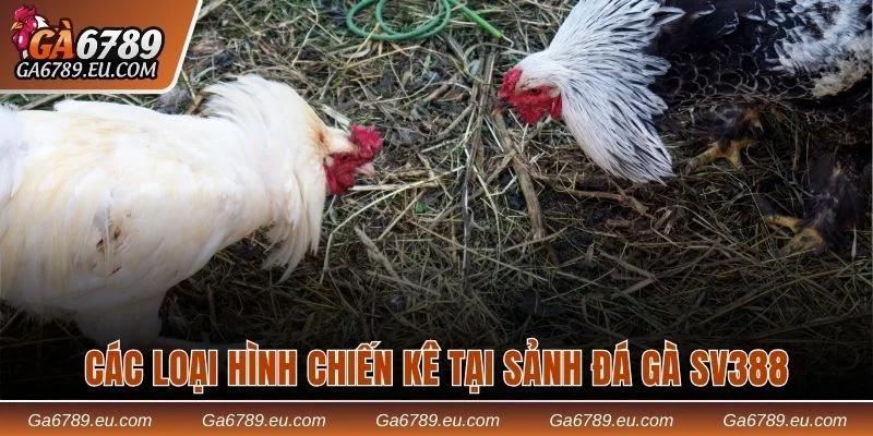 Đôi nét về sảnh Sảnh đá gà SV388