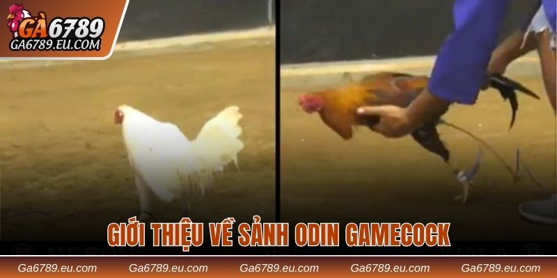Giới thiệu về sảnh đá gà OG