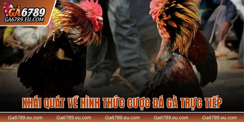 Khái quát về hình thức cược đá gà trực tiếp
