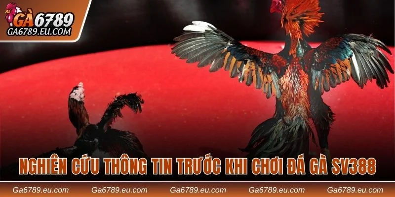 Nghiên cứu thông tin khi tham gia sảnh đá gà SV388