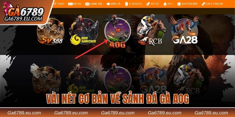 Tổng quan thông tin về sảnh đá gà AOG